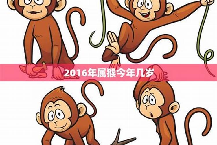 属猴的2023年几岁