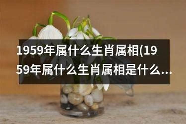 1962年属什么生肖婚配