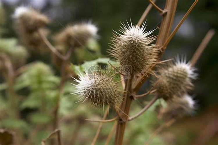 野草丛生打一个生肖动物