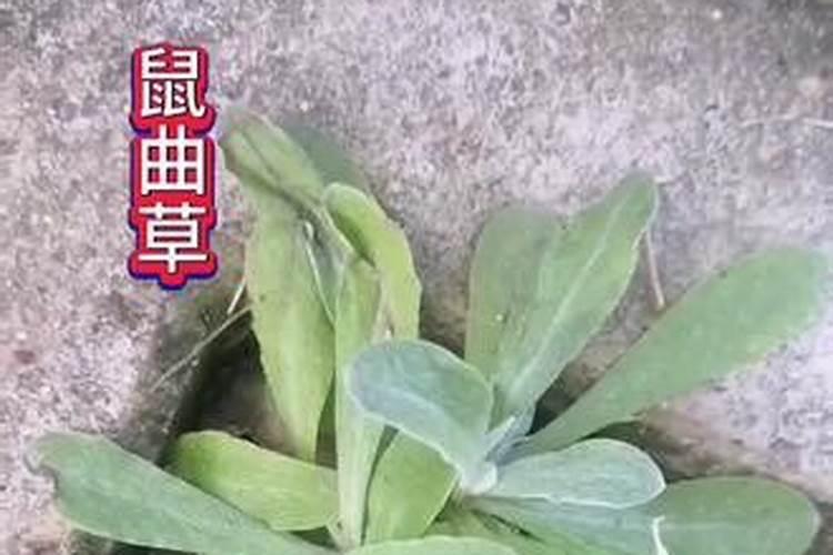 绿草野草是什么生肖