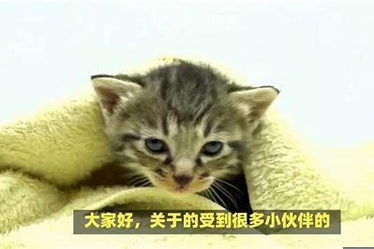 梦见猫咪胎梦