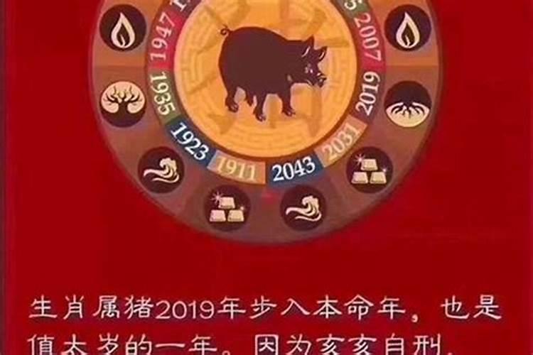 2023年属虎的宝宝是什么命