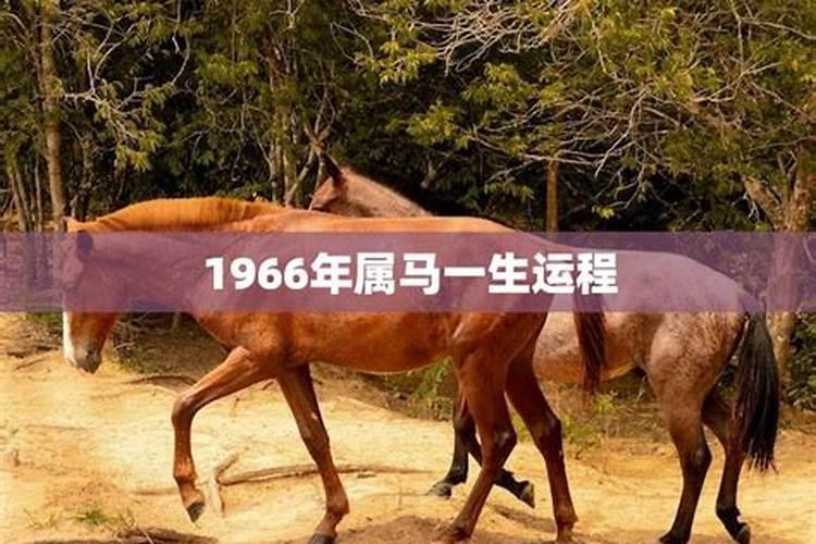 1966年属马每月出生命运