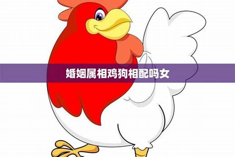 属相鸡和什么属相最佳配偶呢