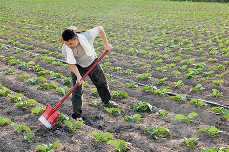 梦见自己在干农活是什么意思啊周公解梦