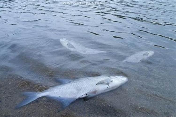 梦见大海里漂着死鱼什么意思