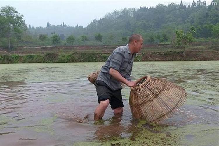 梦见自己在水里抓到鱼了是啥意思