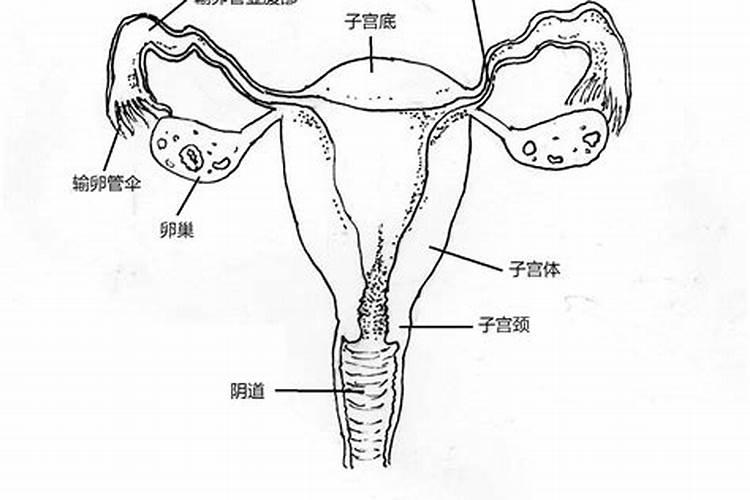 1996年属鼠5月是什么命