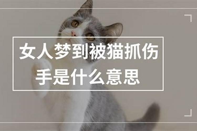 梦到被猫抓伤是什么兆头