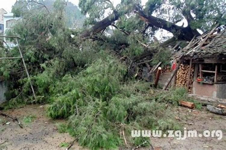 梦见大风吹倒房子挡住去路最后逃出