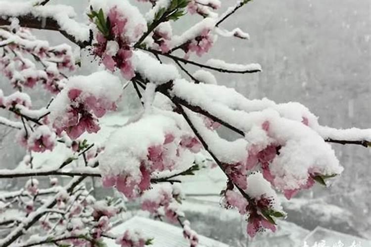 梦到在山上下雪