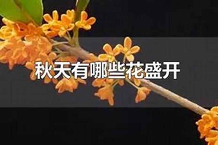 一般中秋节开什么生肖的花