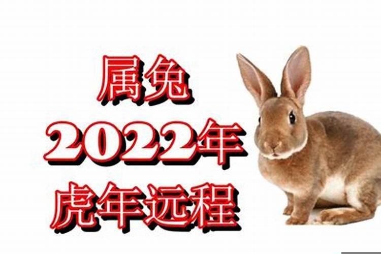 属兔的人虎年运势2022年运势12生肖运势