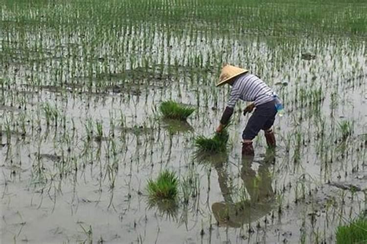 女人梦见栽秧什么意思