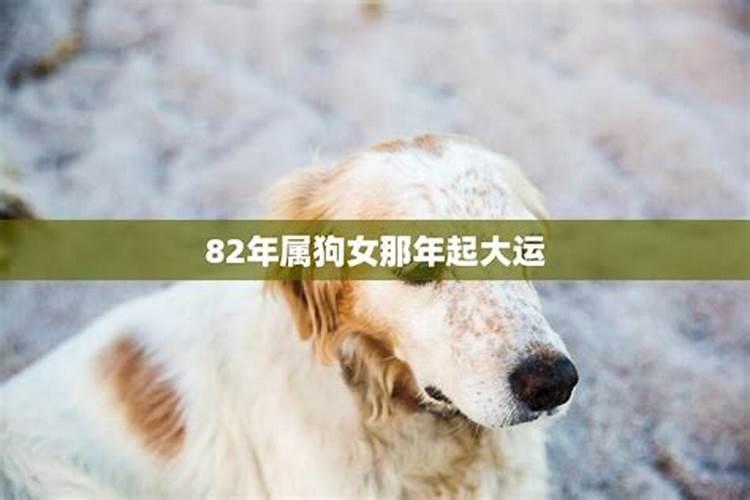 82年属狗的今年运程怎么样呀女