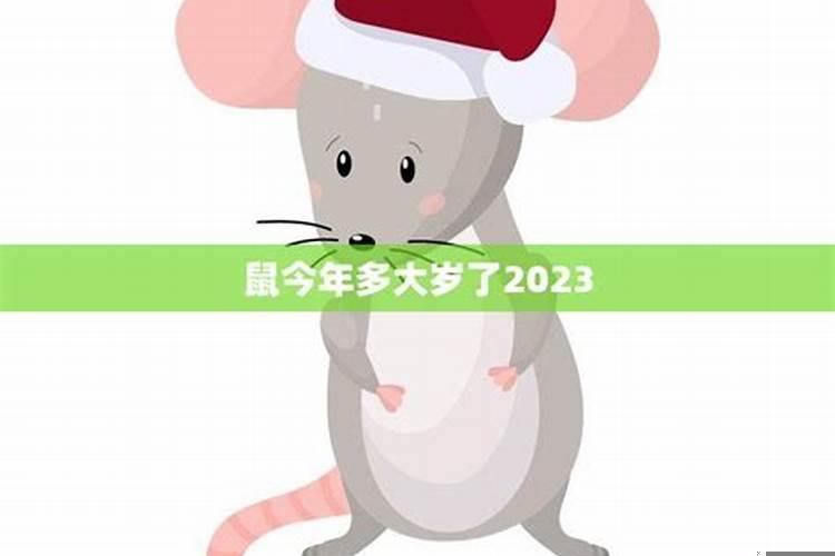 2023属鼠的今年多大年龄了