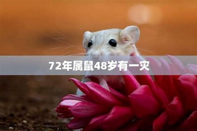 72年生肖鼠50岁以后运势