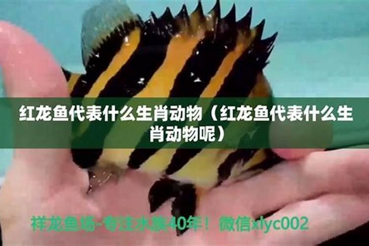 糊糊涂涂代表什么生肖