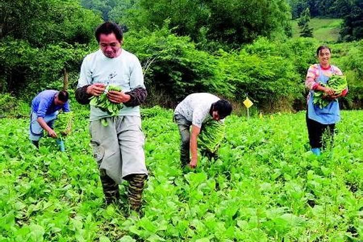 梦见择菜是什么意思