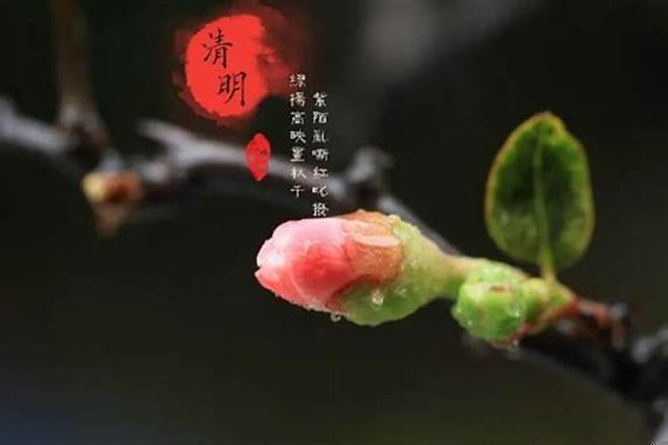 今年清明节属什么生肖不能去扫墓