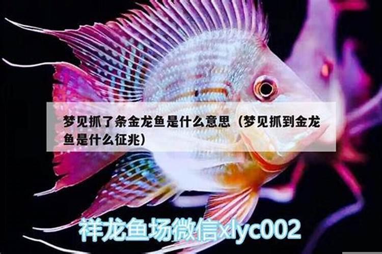 已婚女人梦见捉了一条鱼好不好呢