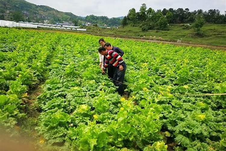 梦见死了的老人活过来了什么意思