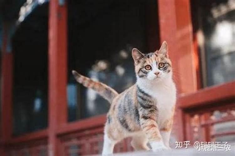 女人梦见猫是怎么回事