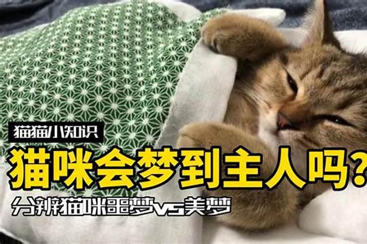 女孩做梦梦到猫什么意思