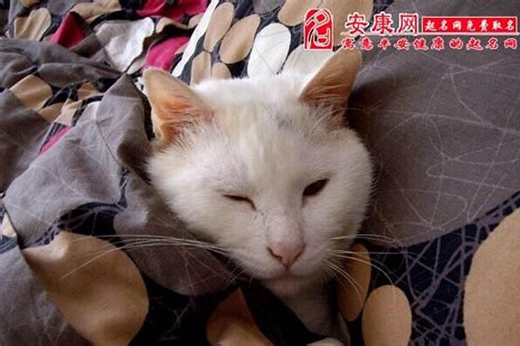 梦到喂猫吃鱼是什么征兆