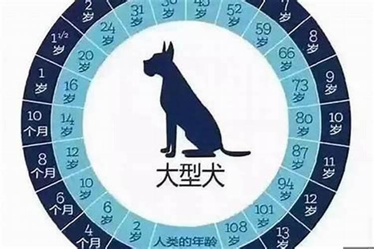 属狗生肖今年几岁