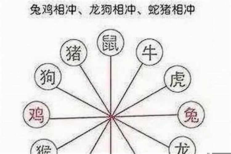 兔子与老鼠生肖对冲吗