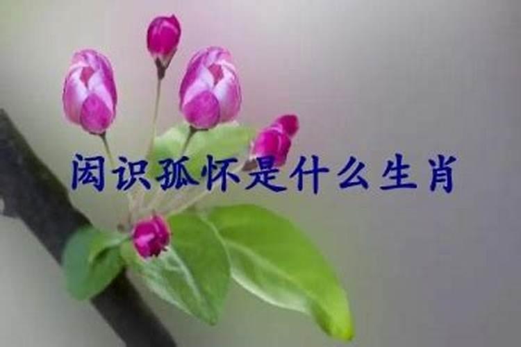 怀孕的生肖是什么