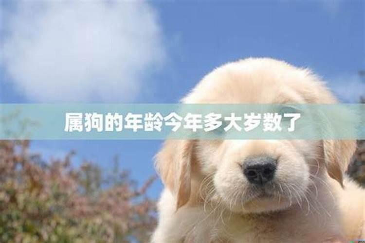 狗生肖今年多少岁