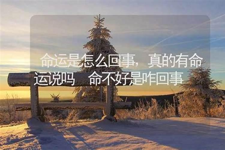 龙的人今年运气怎么样