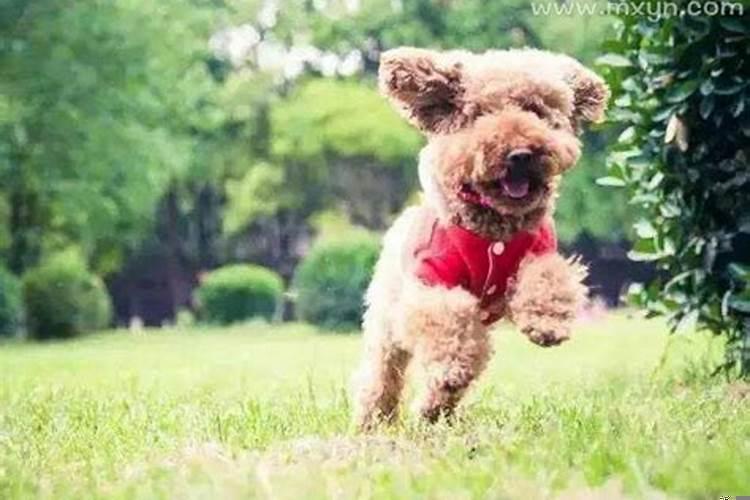 梦见死去的外婆过生日回来了什么意思