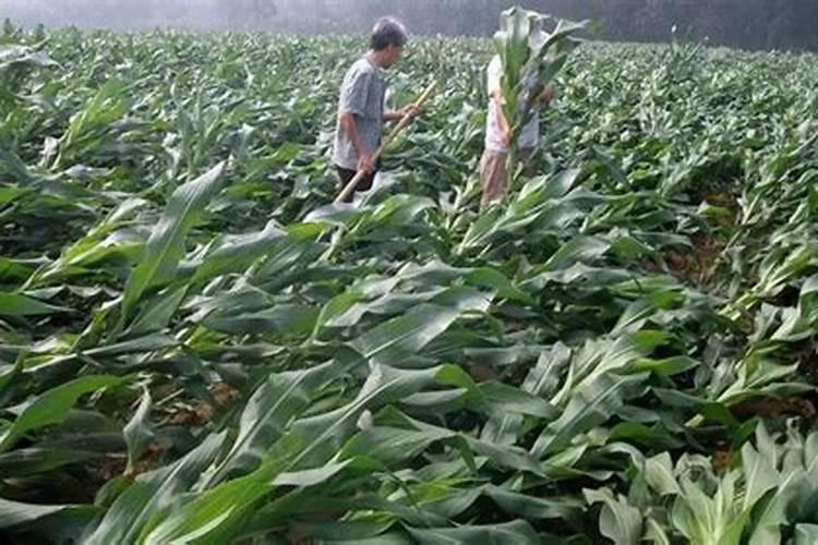 重阳节登高的寓意及来历