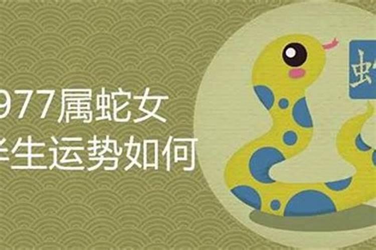 属猪和鼠今年运势如何