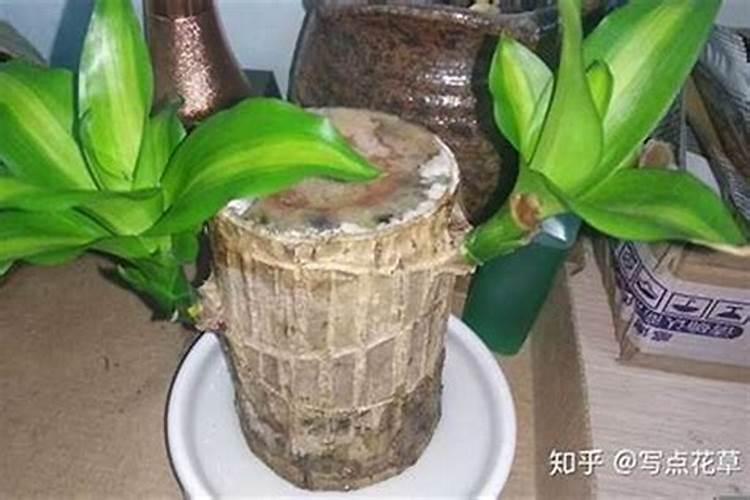 徐峥属什么生肖的