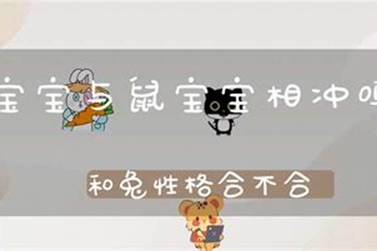 鼠跟兔八字合吗