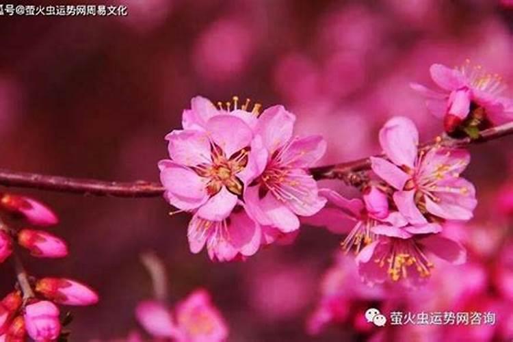 能信化解桃花红艳煞吗