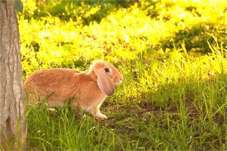 牛年犯太岁会怎样