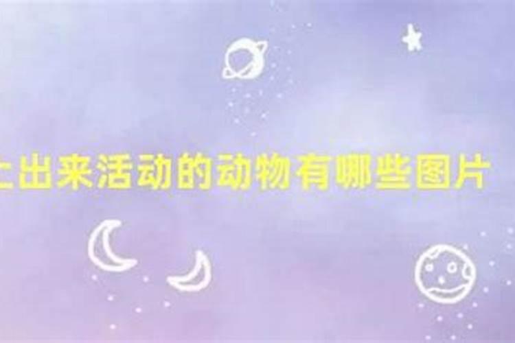 深夜出来的动物是什么生肖