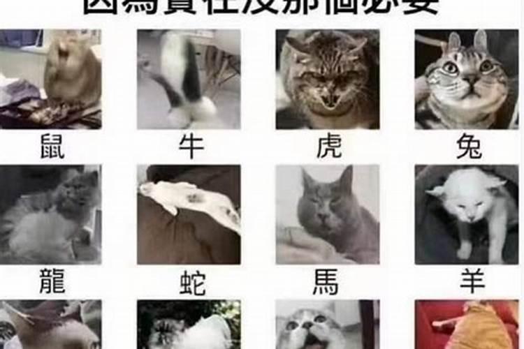 12生肖为什么没有猫呢