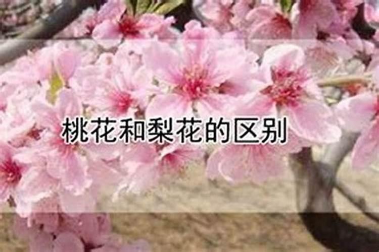 八字命理桃花怎么查