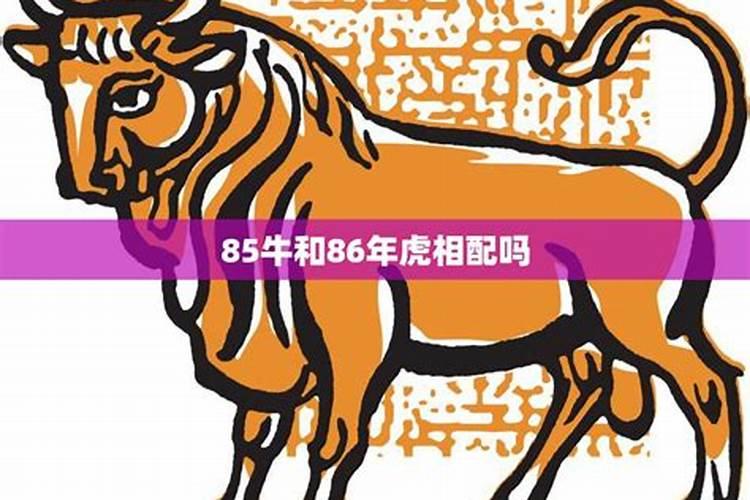 属羊猪年会犯太岁吗为什么