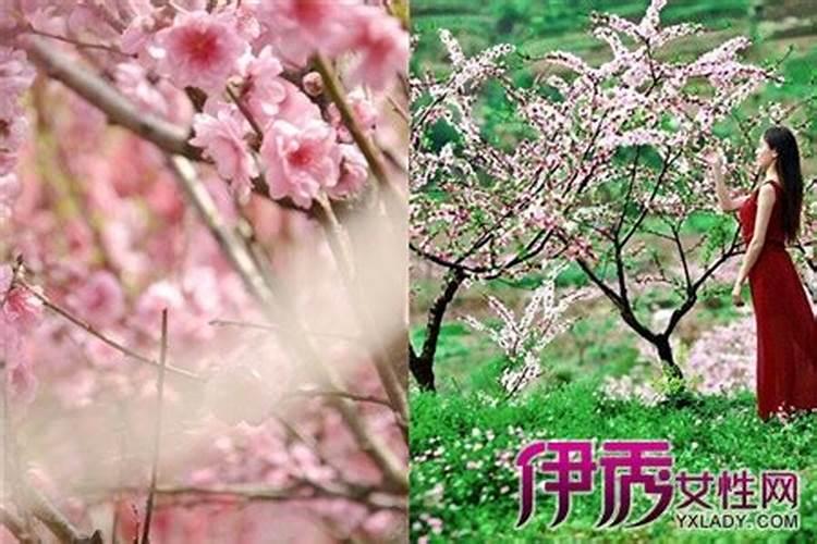 本命年遇桃花劫会持续多长时间