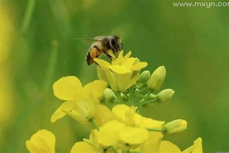 韩国中秋节的来历和风俗是什么