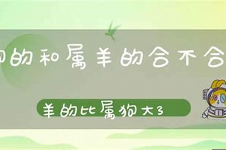 属狗和属羊八字合吗