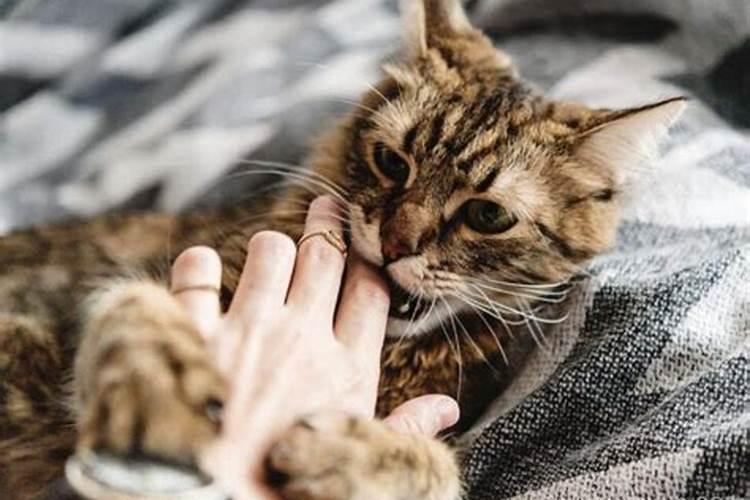 属蛇的人猪年运势怎么样女