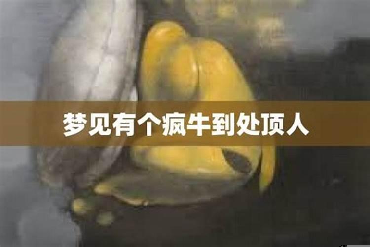 算命2021年运势属虎